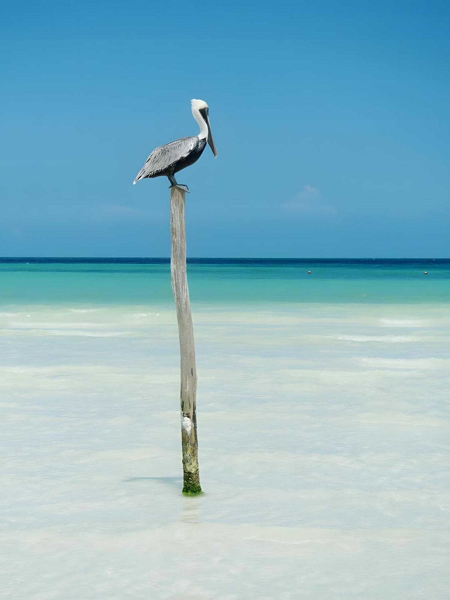 Luna Y Sol Glamping Holbox Dış mekan fotoğraf
